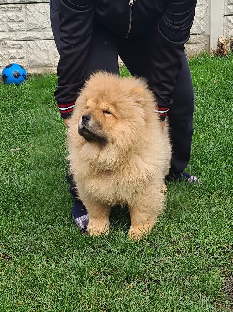 chow chow for sale gumtree